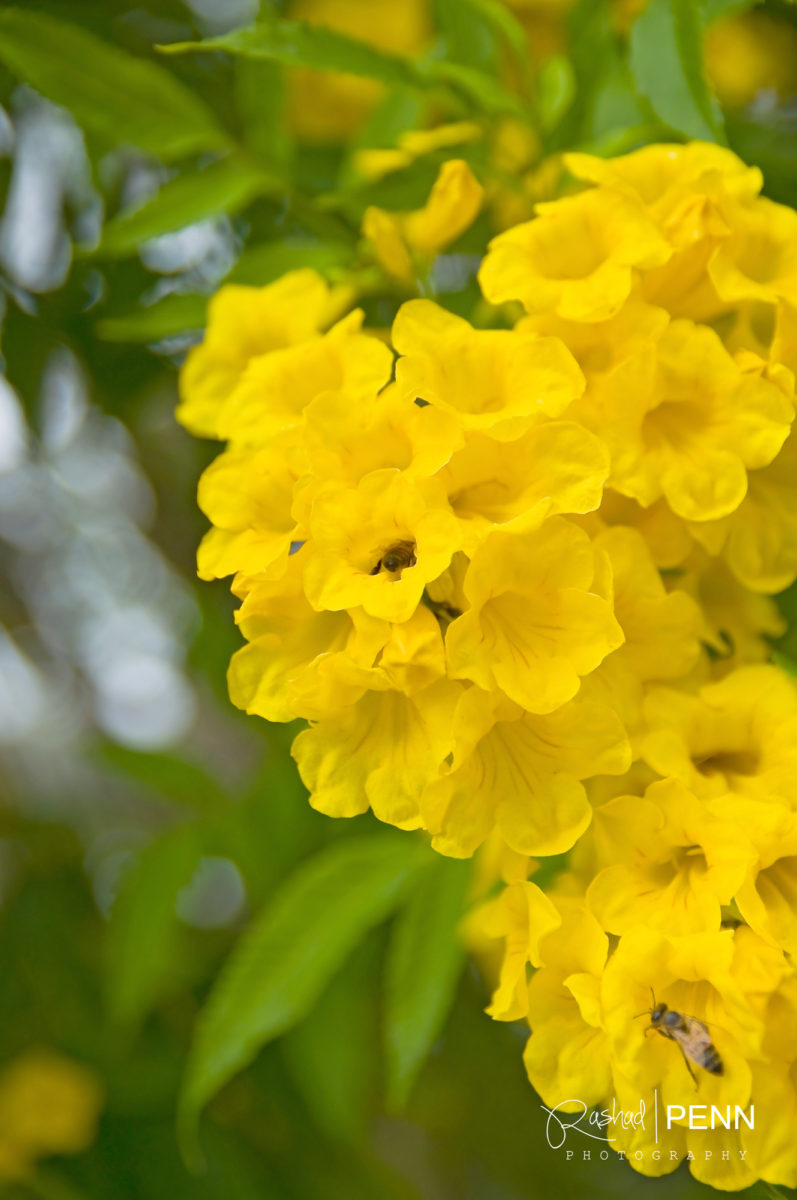 Bahamas National Flower Yellow Elder | Best Flower Site